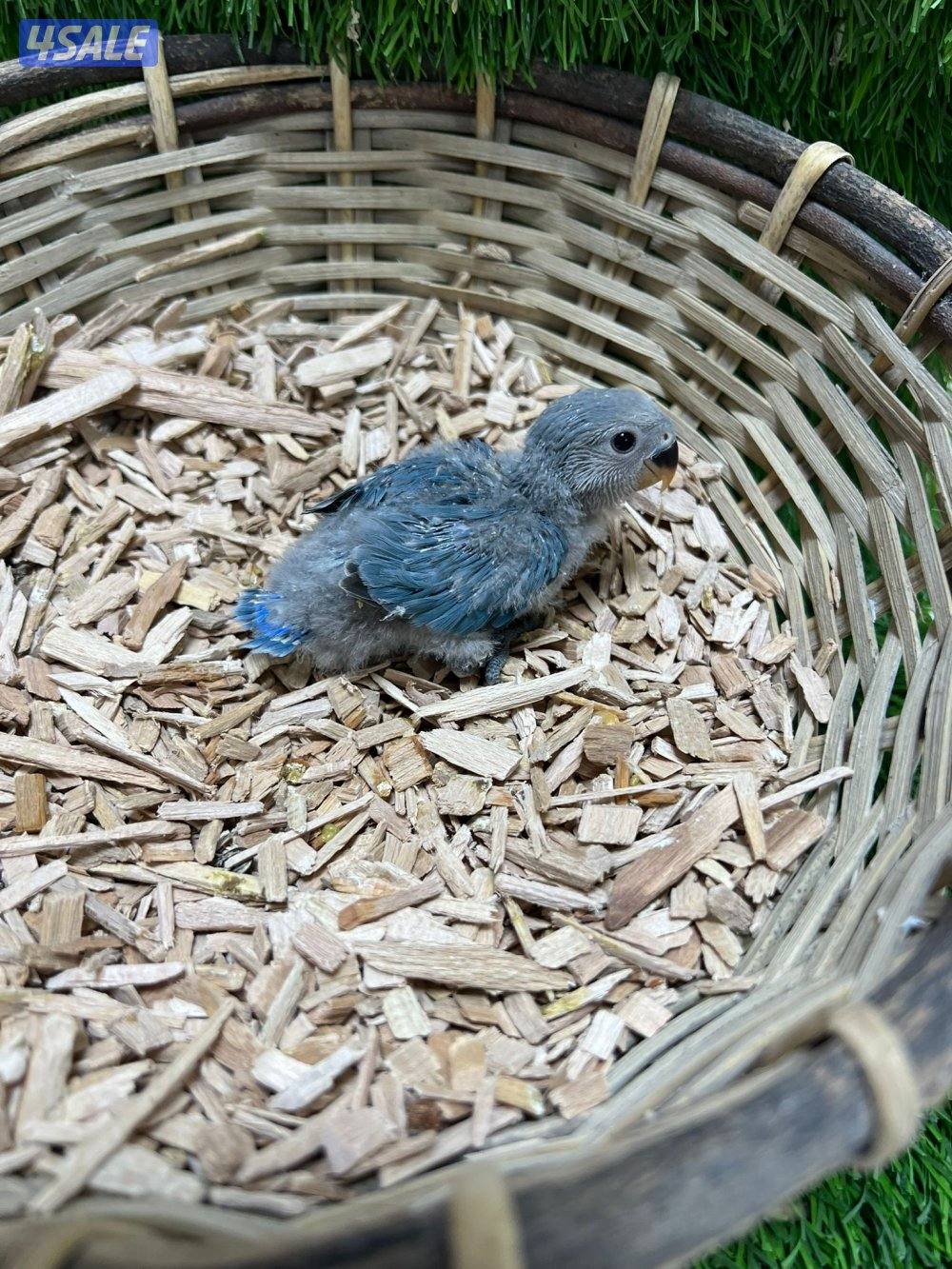 فروخ لوف بيرد انتاج الكويت7