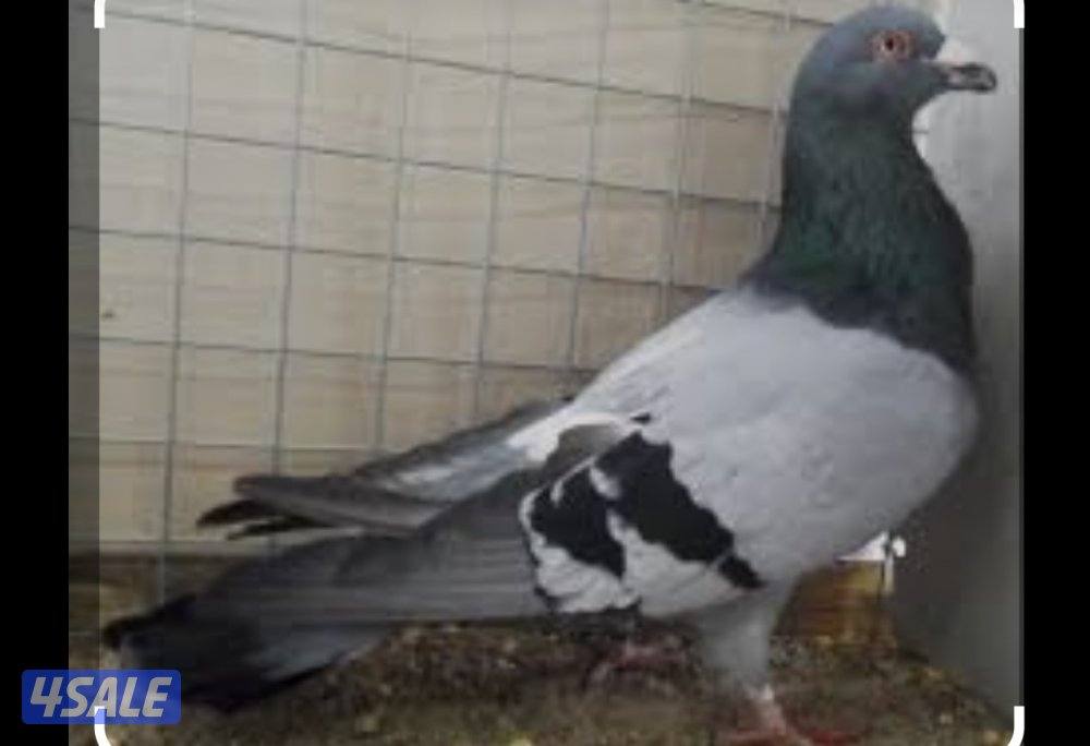 مطلوب حمام رومن0