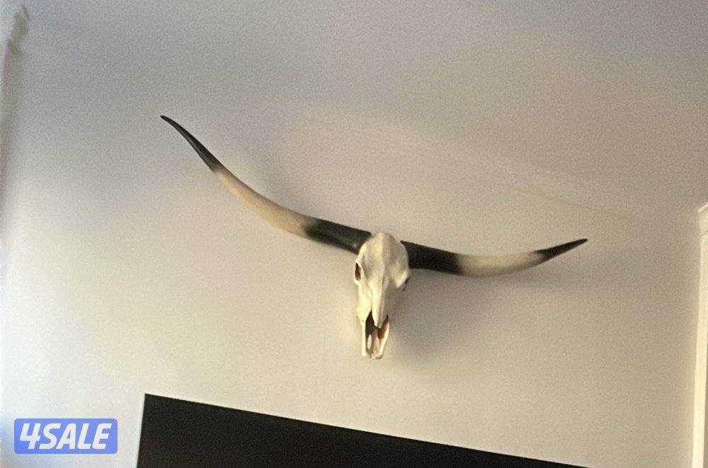 Bull skull (long horn) authentic original for sale1