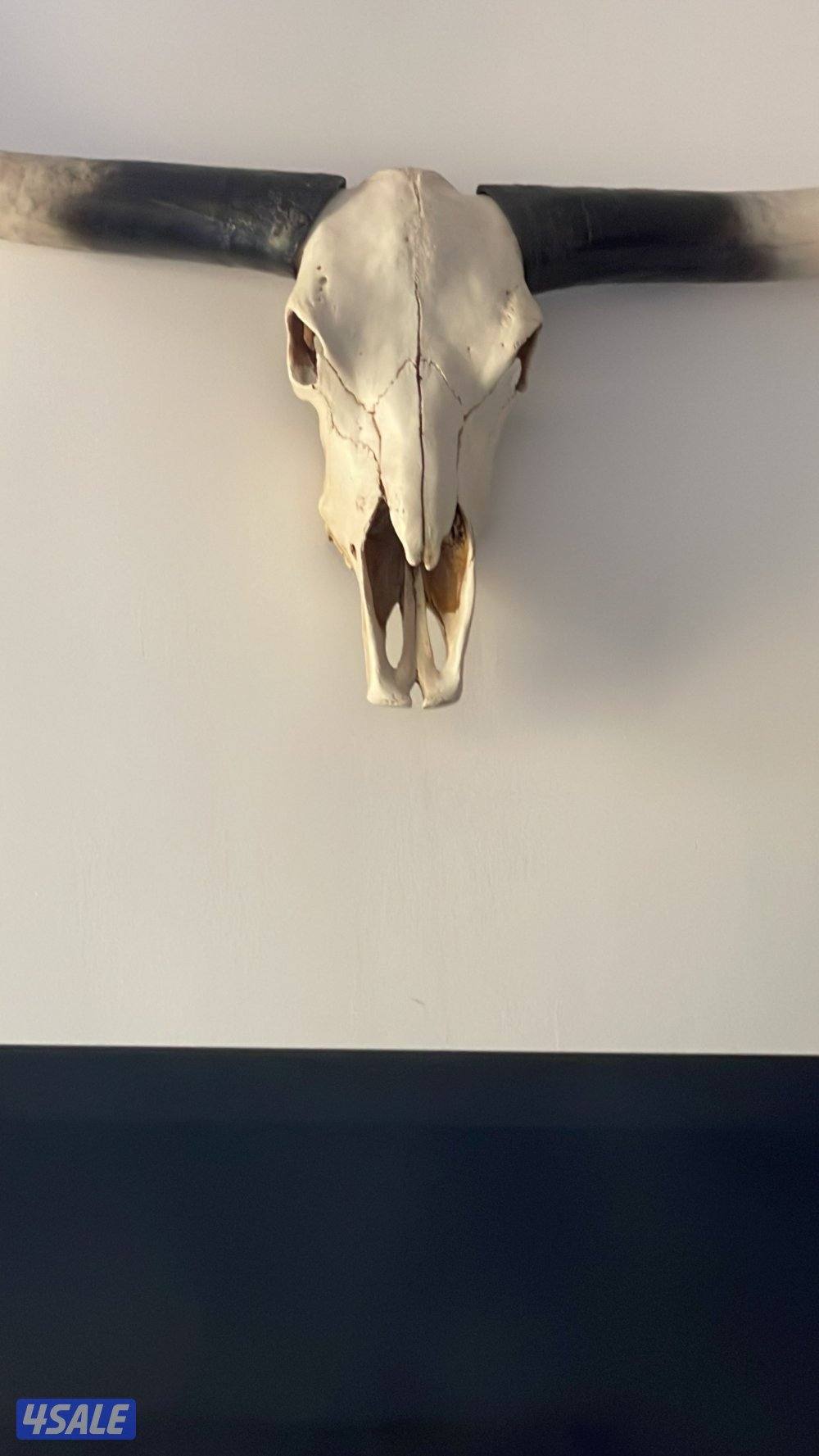 Bull skull (long horn) authentic original for sale2