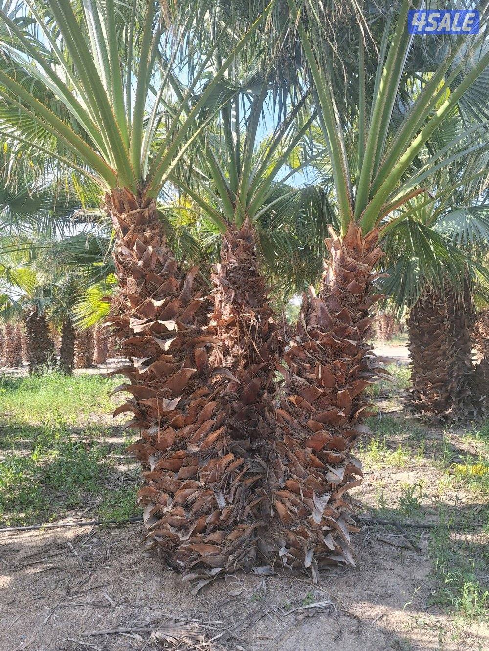 مهندس زراعي لإنتاج وصيانة نباتات الزينة والخضروات والنخيل ونباتات بريه0