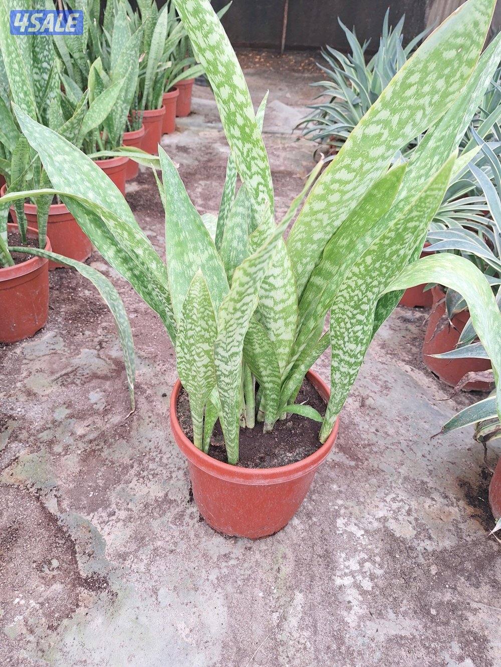 مهندس زراعي لإنتاج وصيانة نباتات الزينة والخضروات والنخيل ونباتات بريه1