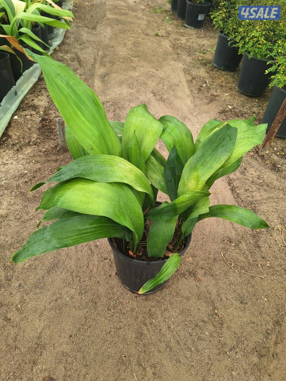 مهندس زراعي لإنتاج وصيانة نباتات الزينة والخضروات والنخيل ونباتات بريه2