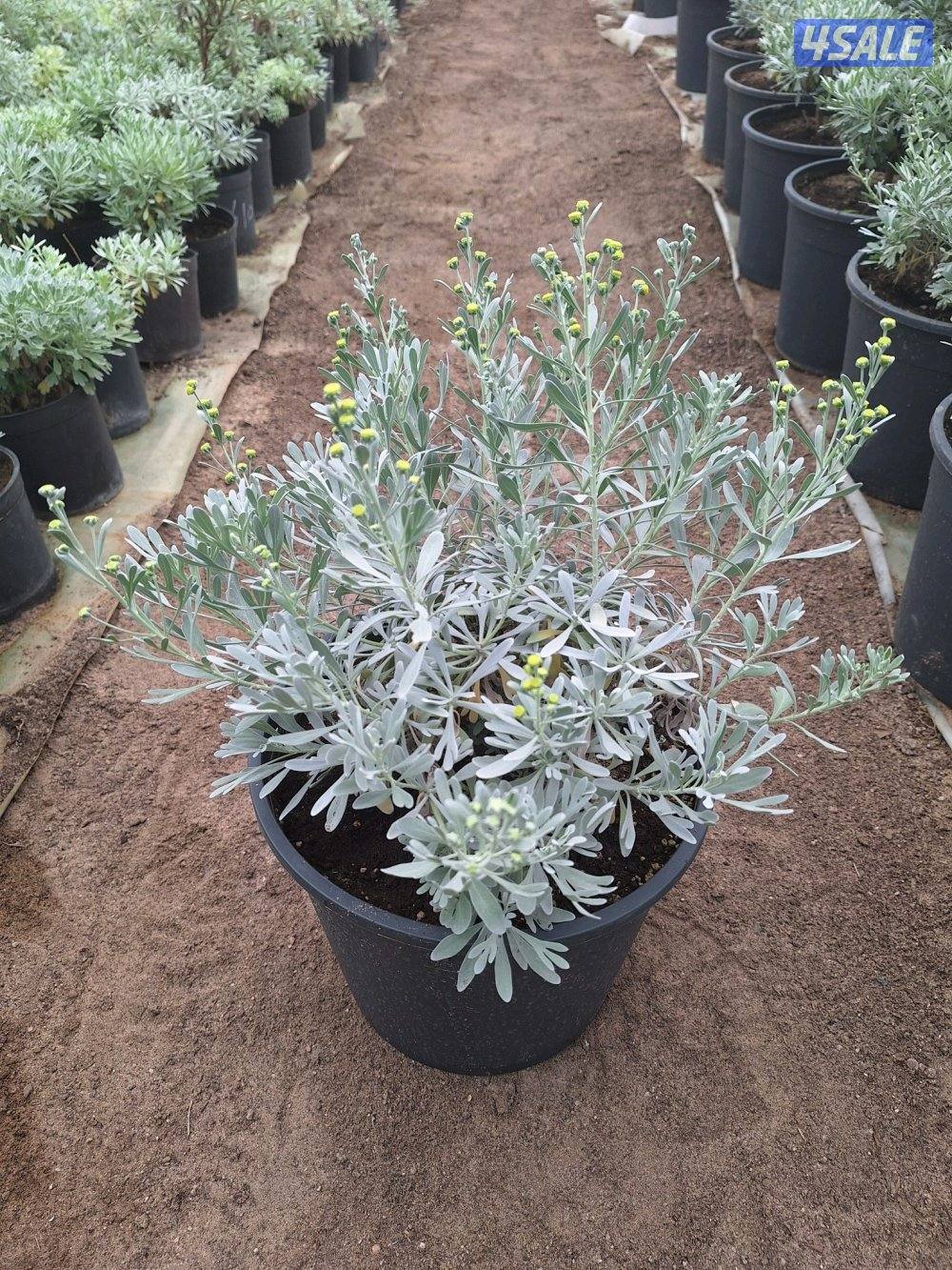 مهندس زراعي لإنتاج وصيانة نباتات الزينة والخضروات والنخيل ونباتات بريه3