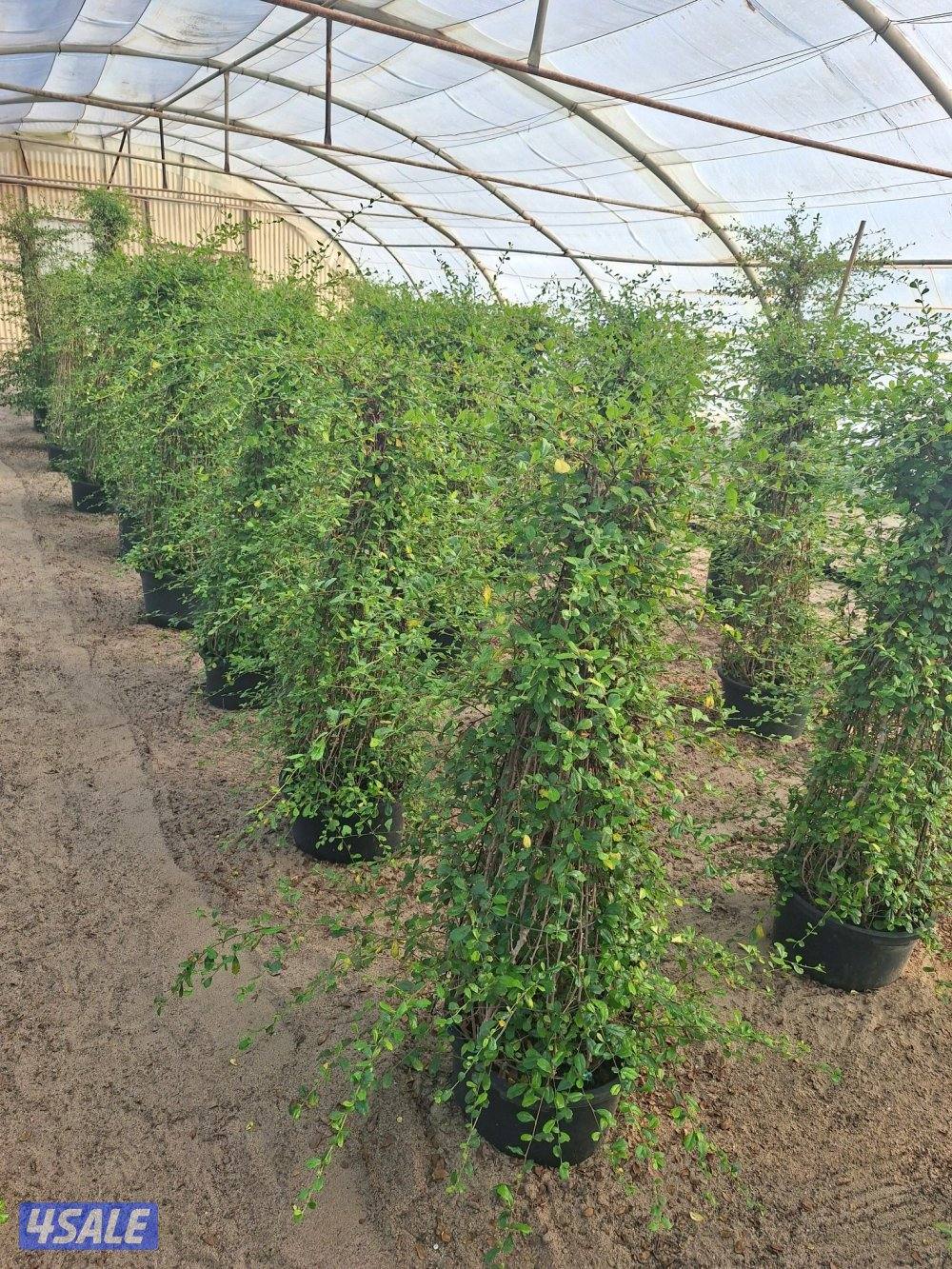 مهندس زراعي لإنتاج وصيانة نباتات الزينة والخضروات والنخيل ونباتات بريه4