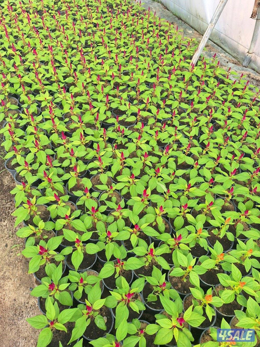 مهندس زراعي لإنتاج وصيانة نباتات الزينة والخضروات والنخيل ونباتات بريه5