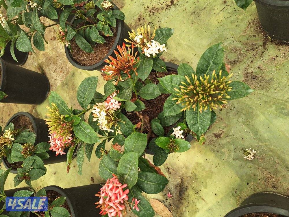 مهندس زراعي لإنتاج وصيانة نباتات الزينة والخضروات والنخيل ونباتات بريه7