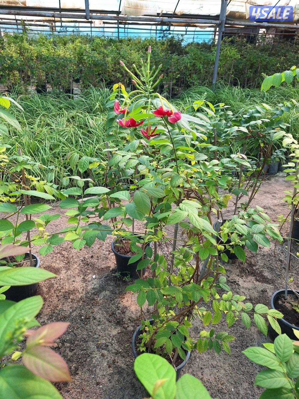 مهندس زراعي لإنتاج وصيانة نباتات الزينة والخضروات والنخيل ونباتات بريه8