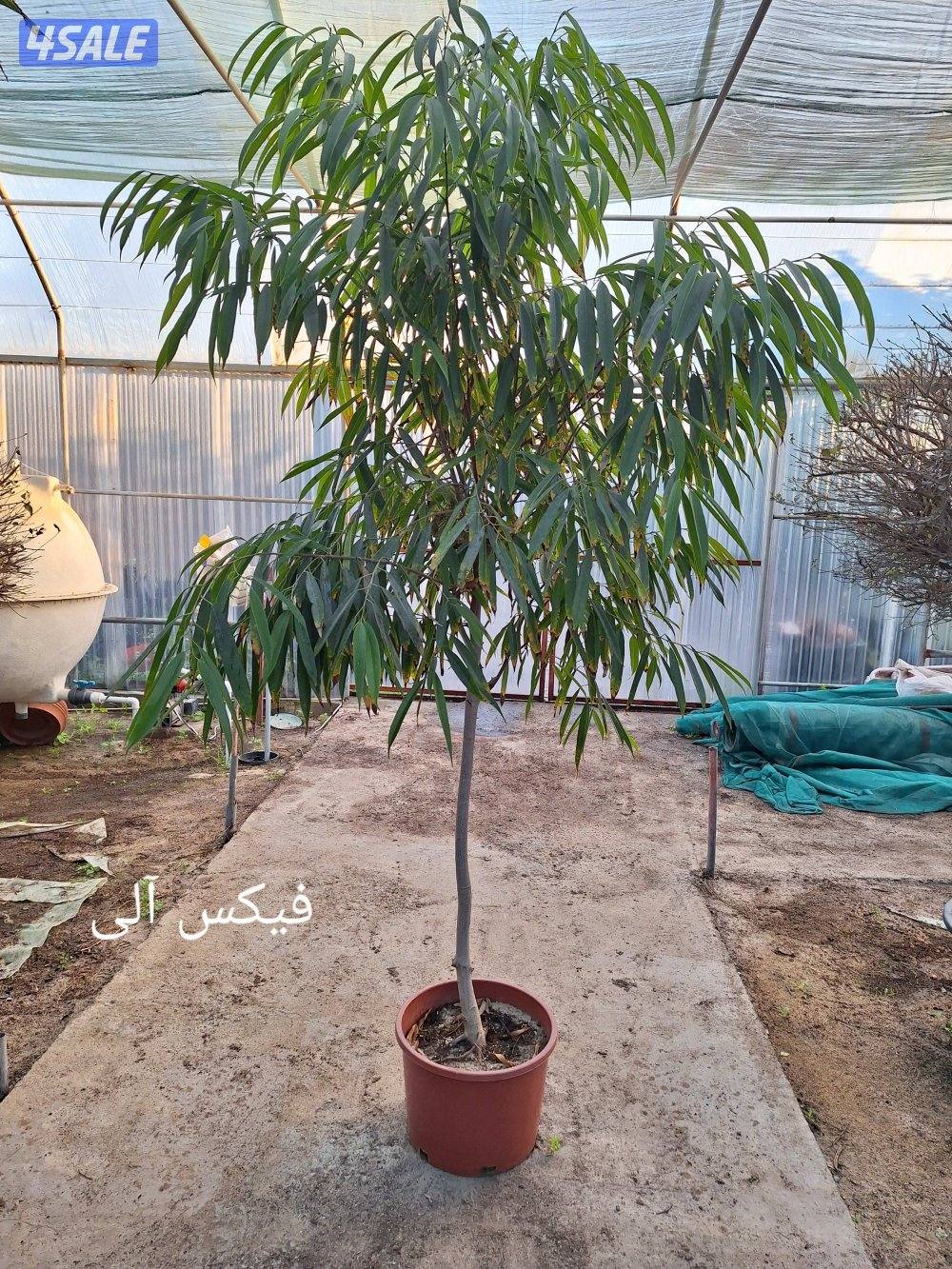 مهندس زراعي لإنتاج وصيانة نباتات الزينة والخضروات والنخيل ونباتات بريه9