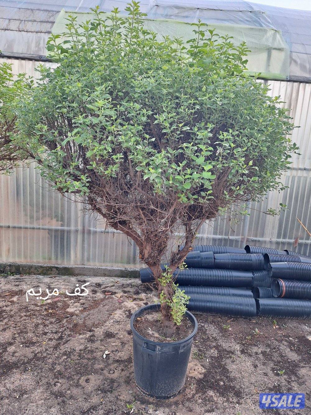 مهندس زراعي لإنتاج وصيانة نباتات الزينة والخضروات والنخيل ونباتات بريه10