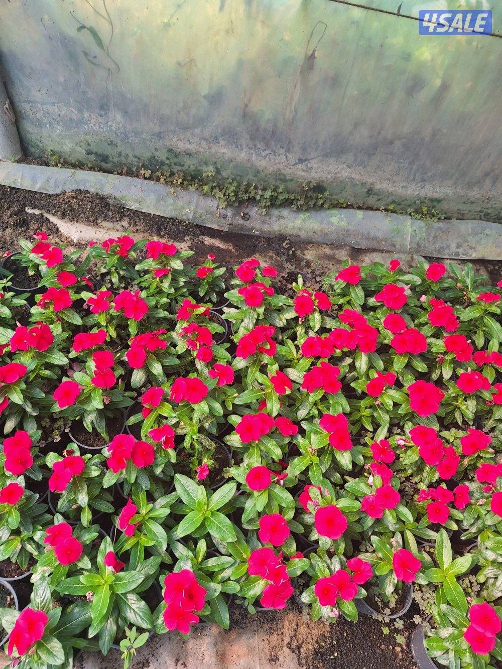 مهندس زراعي لإنتاج وصيانة نباتات الزينة والخضروات والنخيل ونباتات بريه11