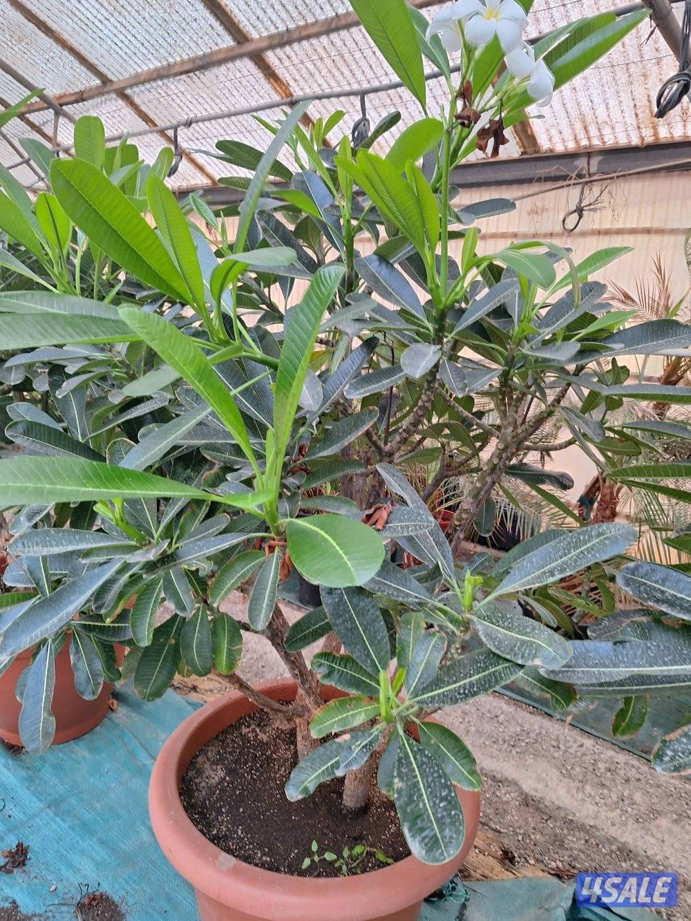 مهندس زراعي لإنتاج وصيانة نباتات الزينة والخضروات والنخيل ونباتات بريه12