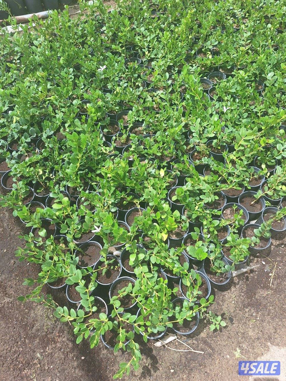 مهندس زراعي لإنتاج وصيانة نباتات الزينة والخضروات والنخيل ونباتات بريه14