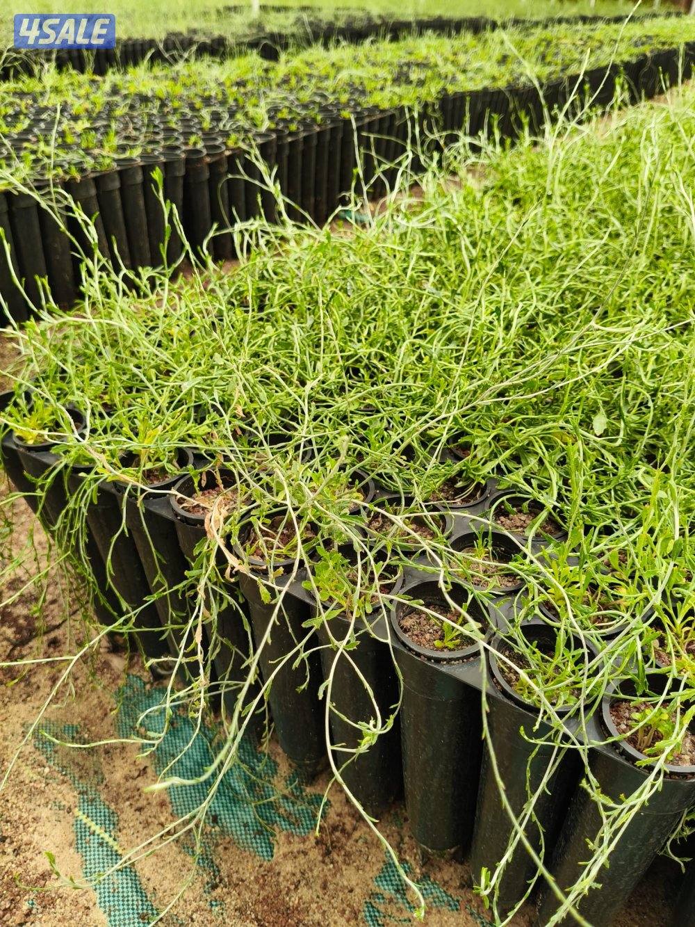 مهندس زراعي لإنتاج وصيانة نباتات الزينة والخضروات والنخيل ونباتات بريه15