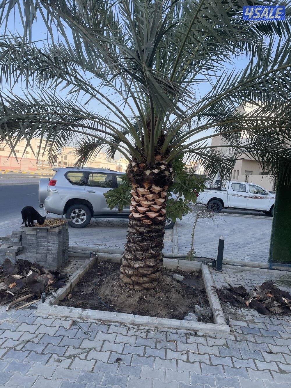 الهوازي للنخيل1