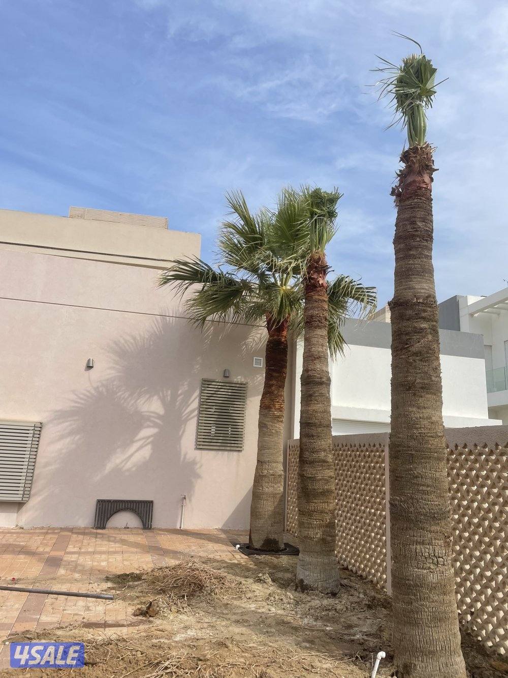 الهوازي للنخيل2