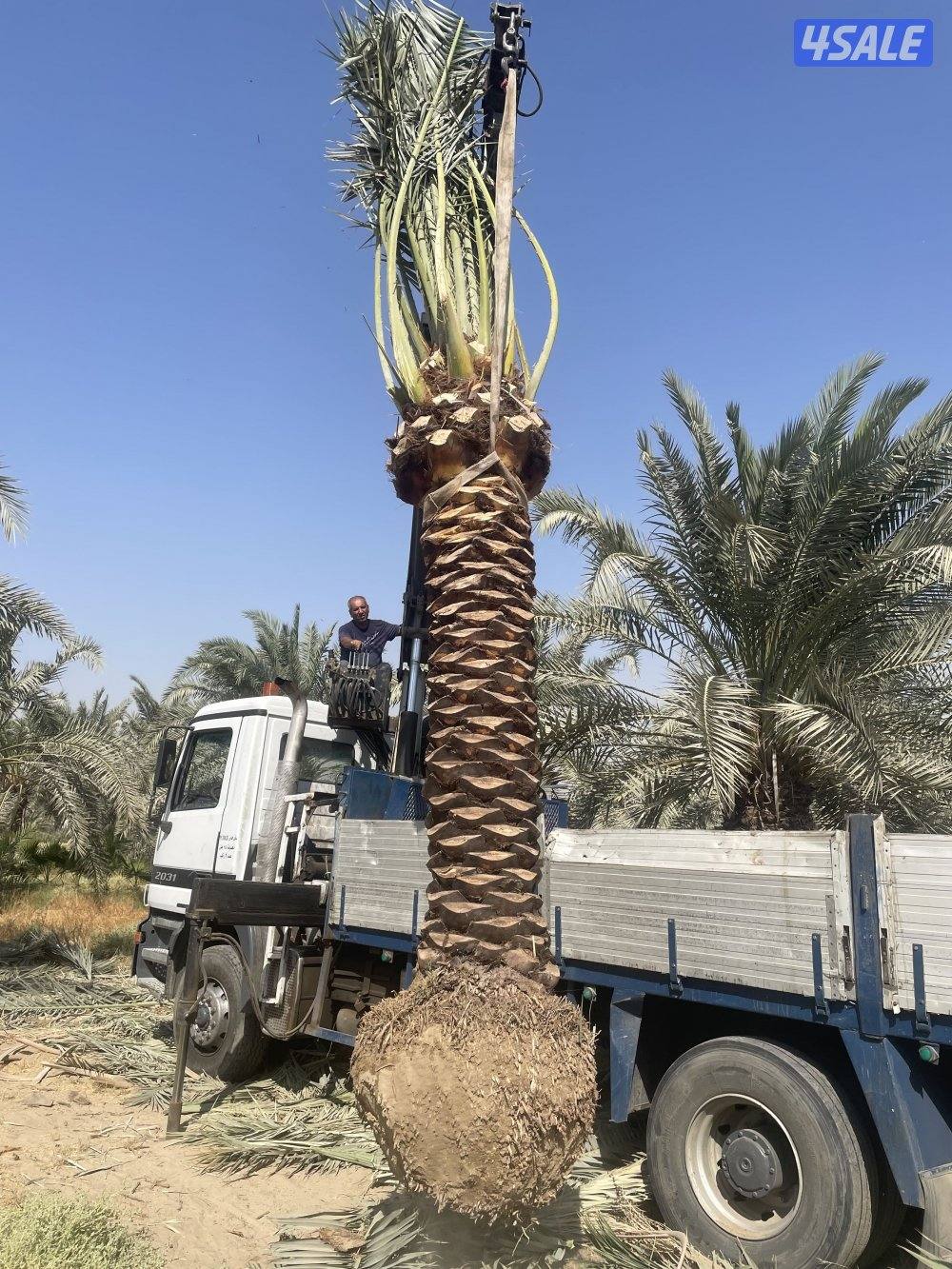 الهوازي للنخيل3