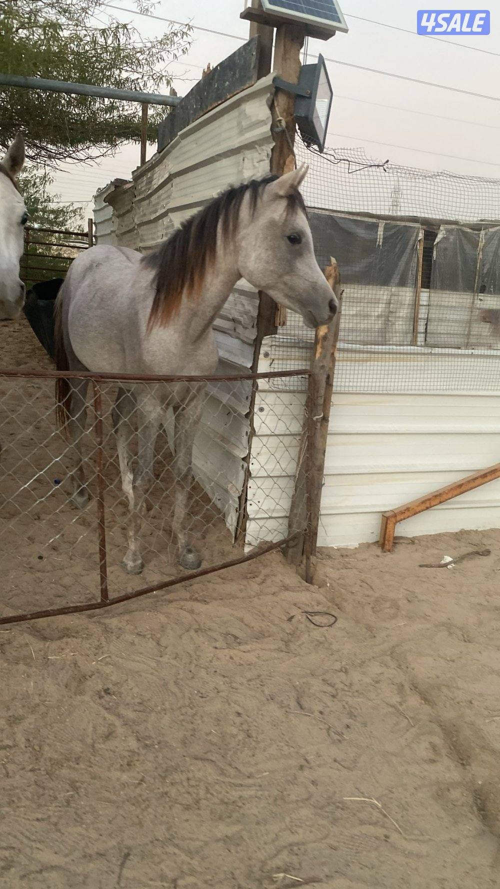 فلو عمره ٢ وفلو عمره سنه شرط والصحاه وسلم3