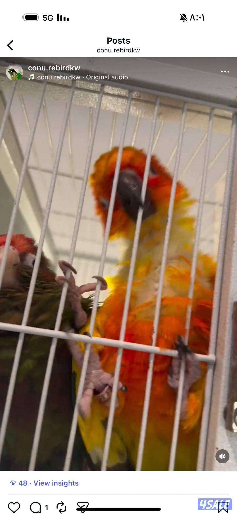 زوج انتاج كنيور ( صن كنيور مع روز كنيور )0