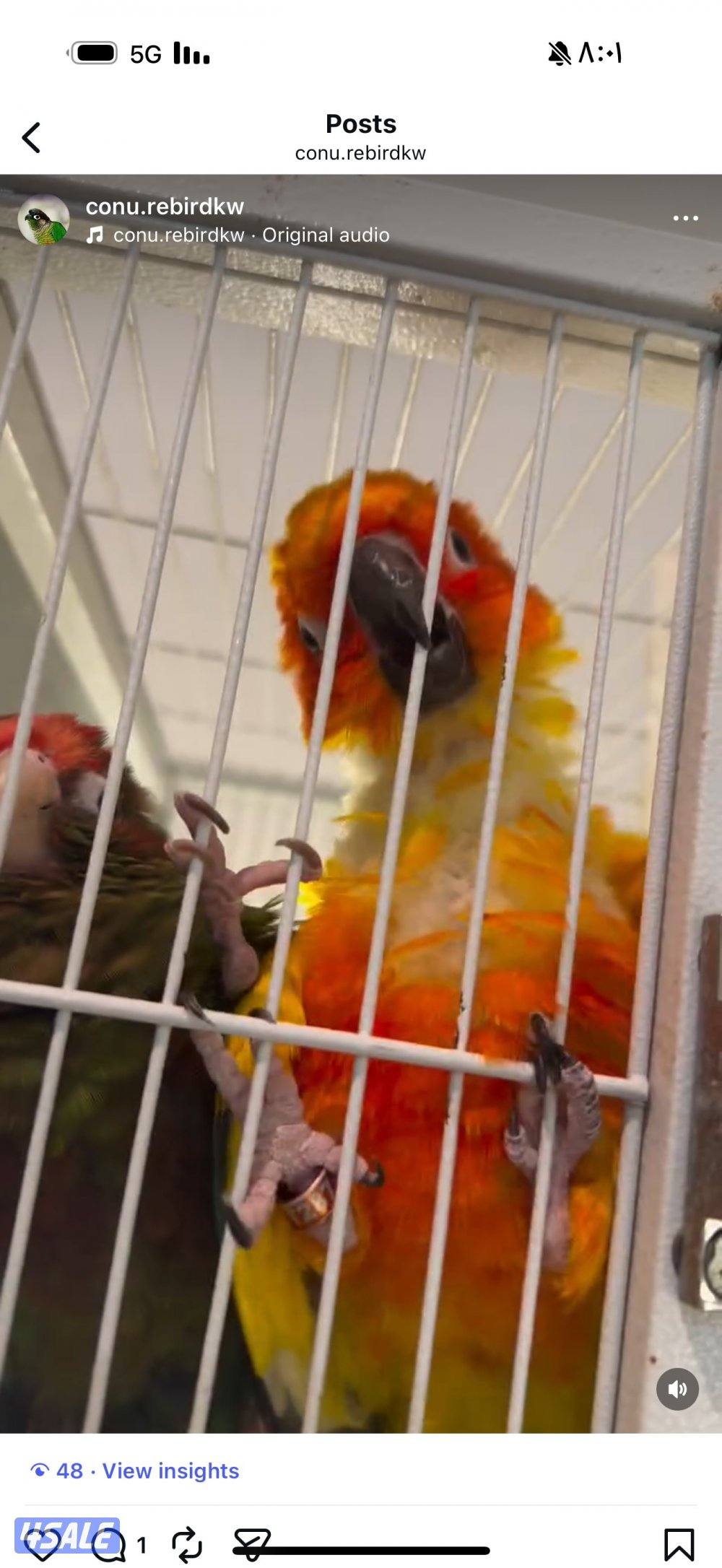 زوج انتاج كنيور ( صن كنيور مع روز كنيور )1