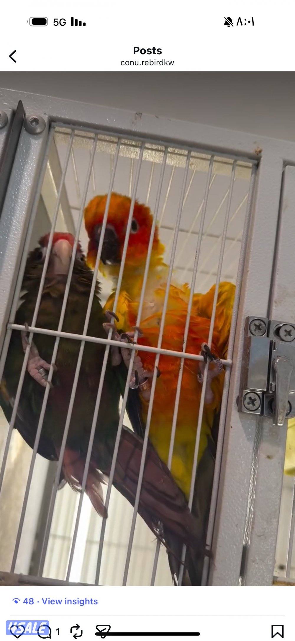 زوج انتاج كنيور ( صن كنيور مع روز كنيور )2