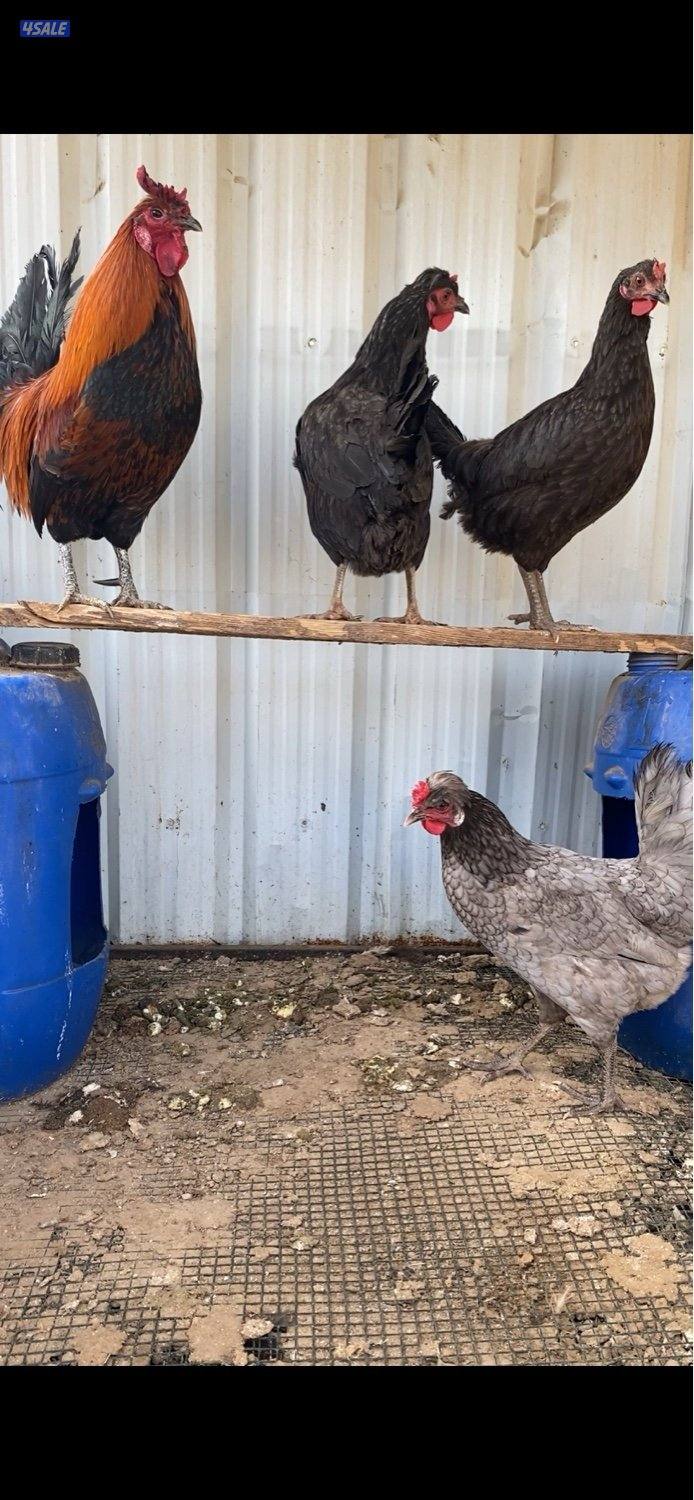 عربي قديم بياض0