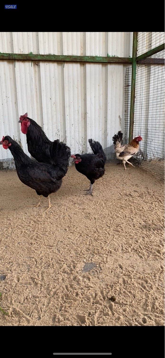 عربي قديم بياض1