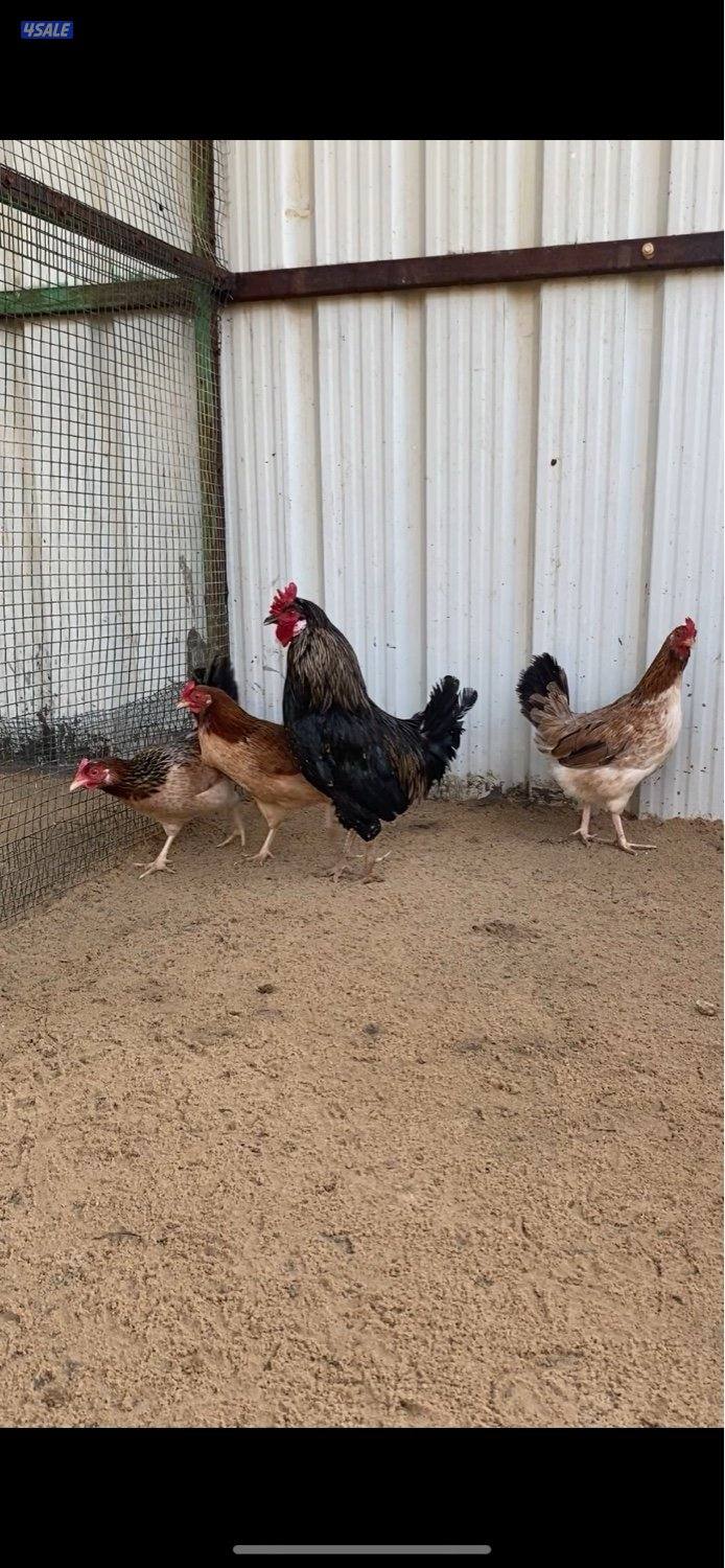 عربي قديم بياض2