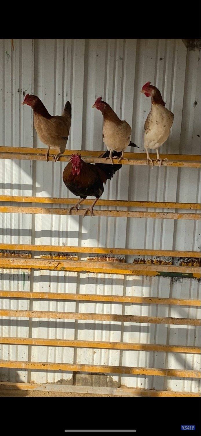 عربي قديم بياض3