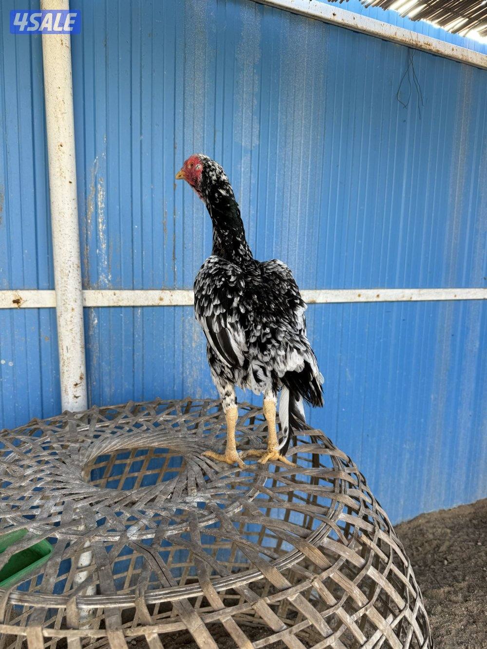 تايلندي رفيع وفتنامي0