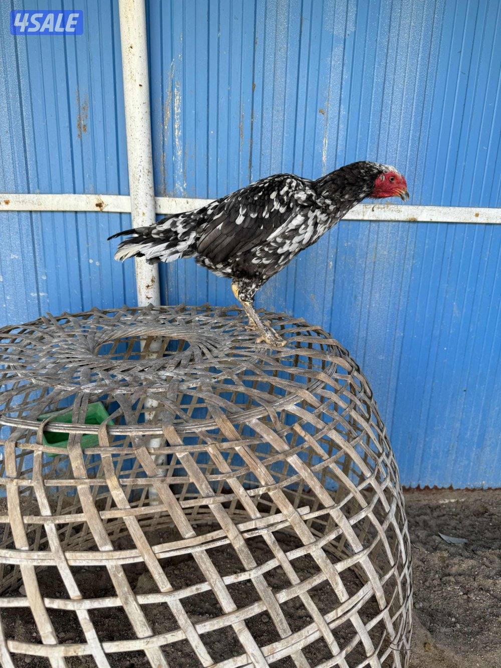 تايلندي رفيع وفتنامي4