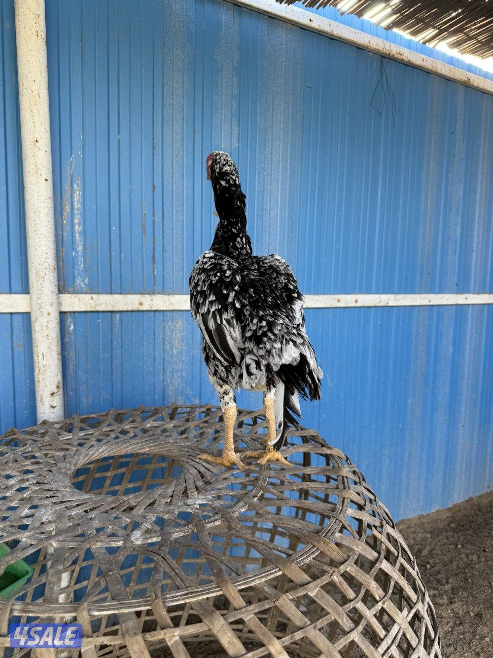 تايلندي رفيع وفتنامي6