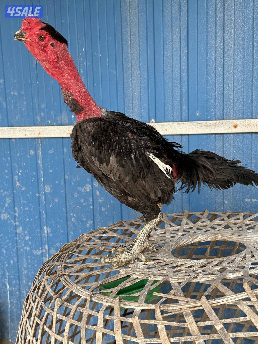 تايلندي رفيع وفتنامي7