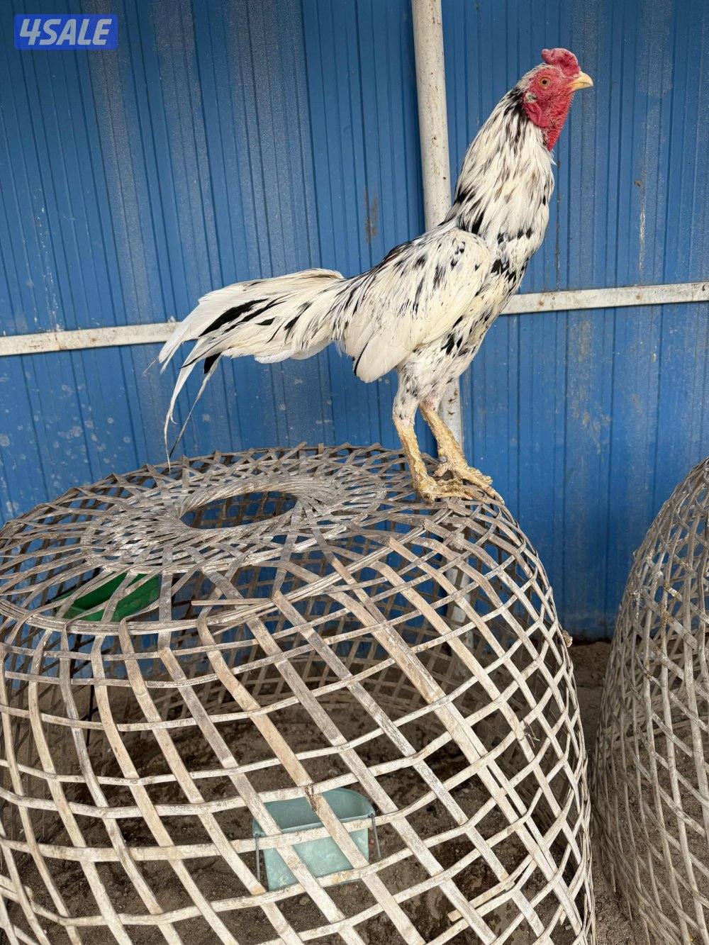 تايلندي رفيع وفتنامي9