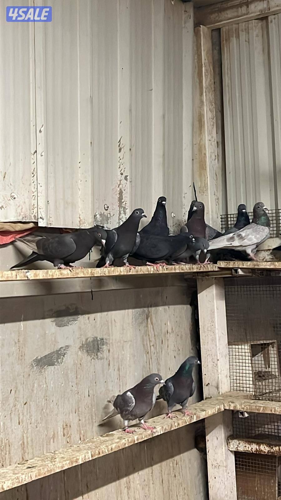 لوت نازلين من البرج2