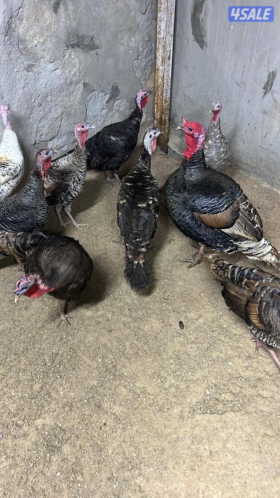 رومي سوبر جامبو ودجاج بياض0