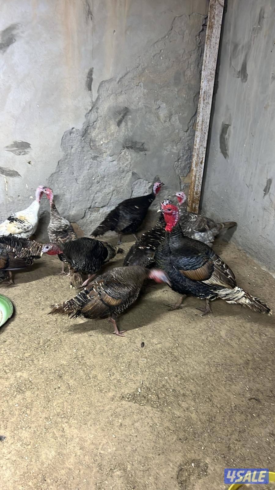 رومي سوبر جامبو ودجاج بياض1