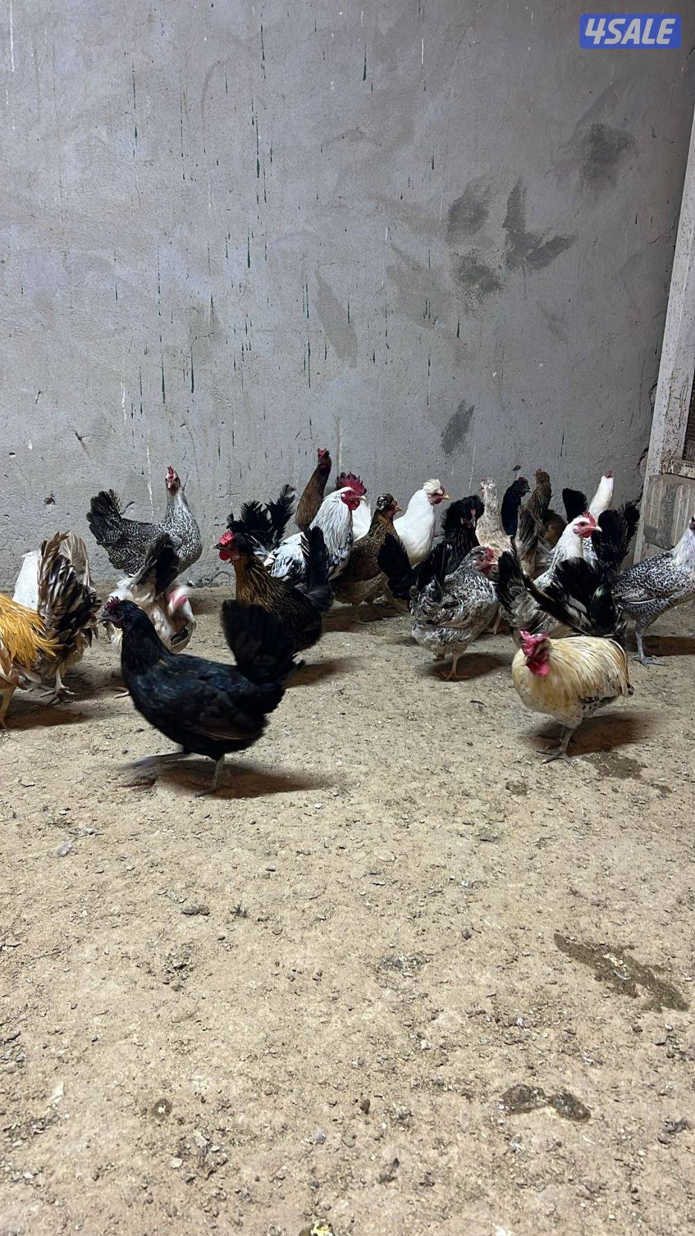 رومي سوبر جامبو ودجاج بياض2