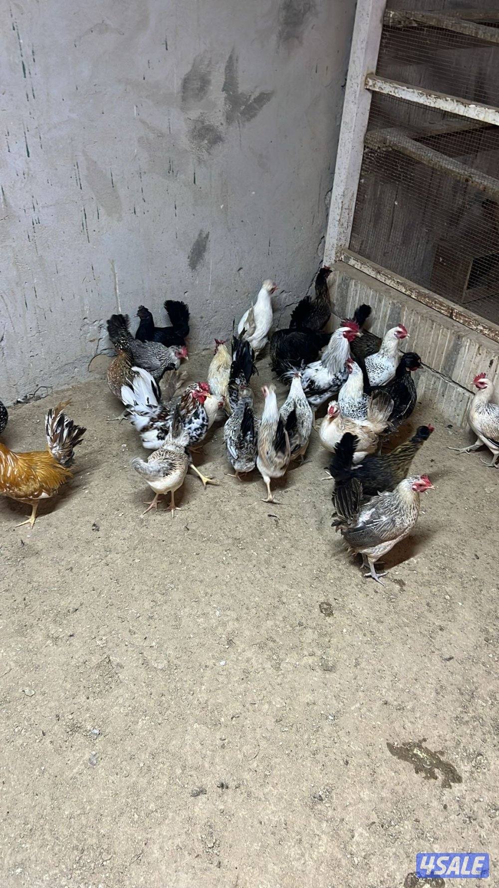 رومي سوبر جامبو ودجاج بياض3