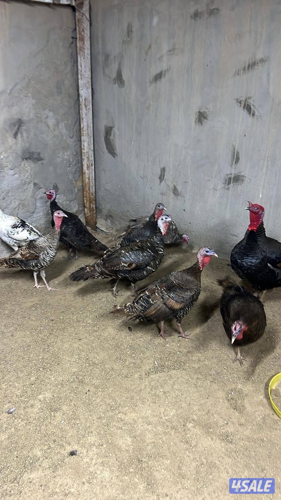 رومي سوبر جامبو ودجاج بياض4