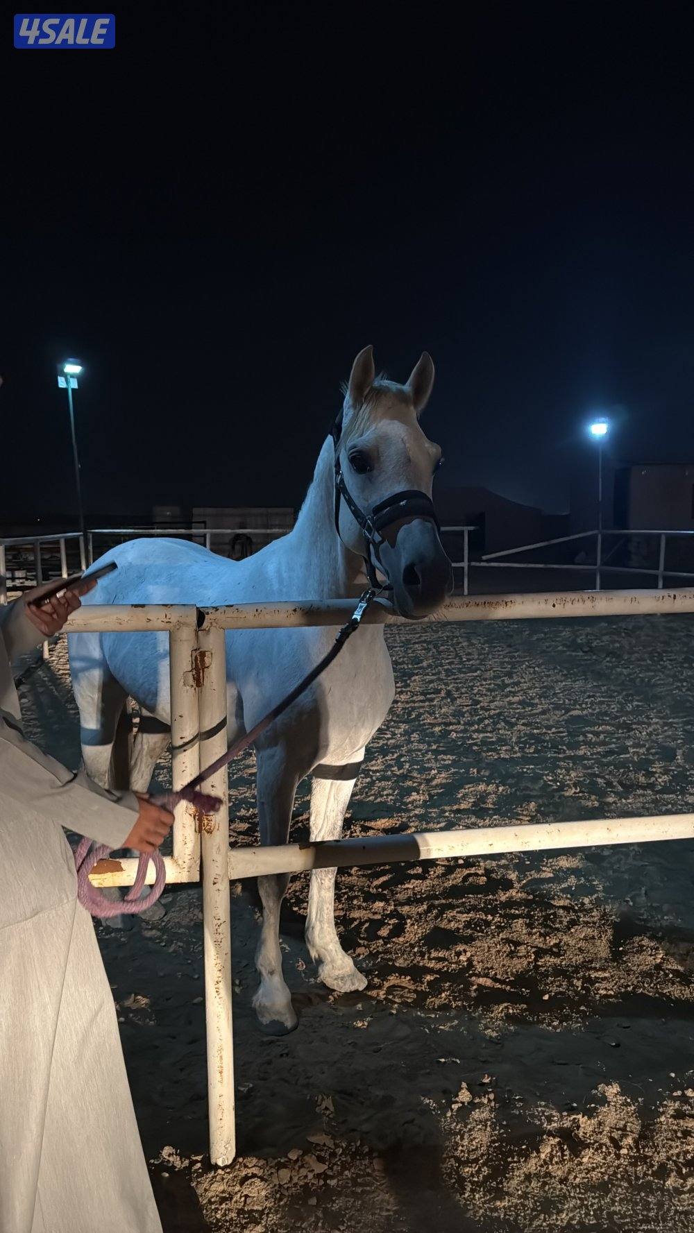 حصان للبيع ، بلدي ، الحصان هادي وعلى المنضور ،لايدق الاالصامل0