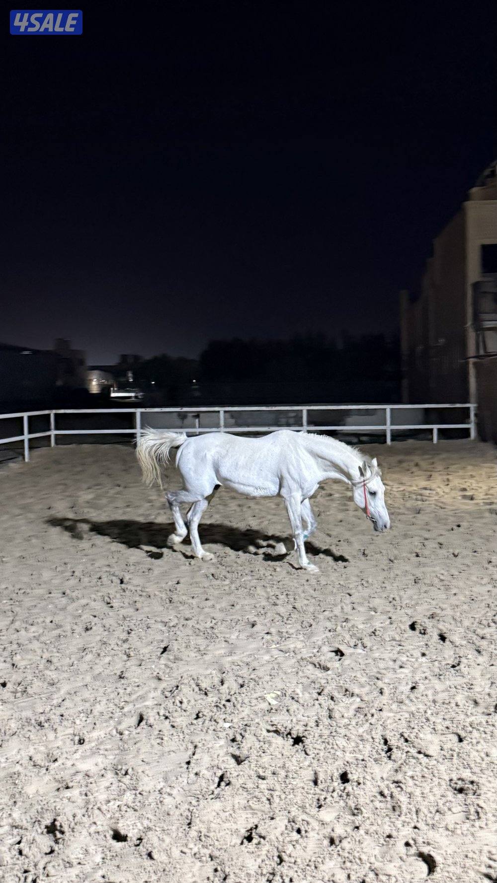 حصان للبيع ، بلدي ، الحصان هادي وعلى المنضور ،لايدق الاالصامل1