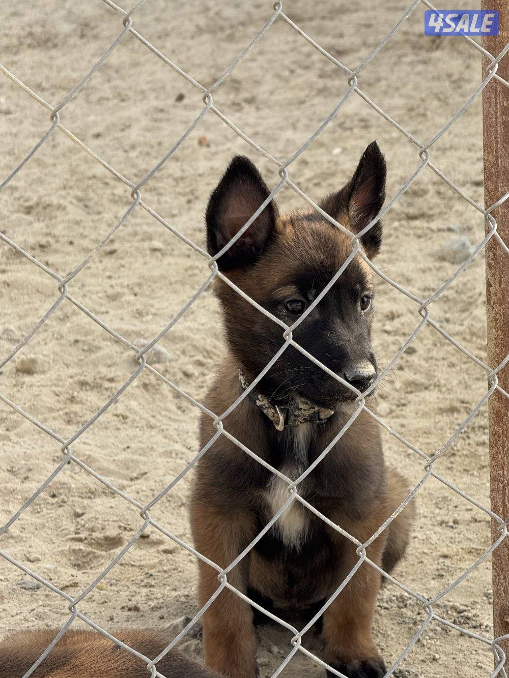malinois puppy ( female ) جلبه مالينو نثيه ( جرو )0