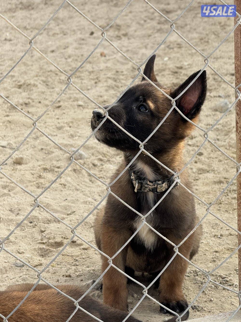 malinois puppy ( female ) جلبه مالينو نثيه ( جرو )1