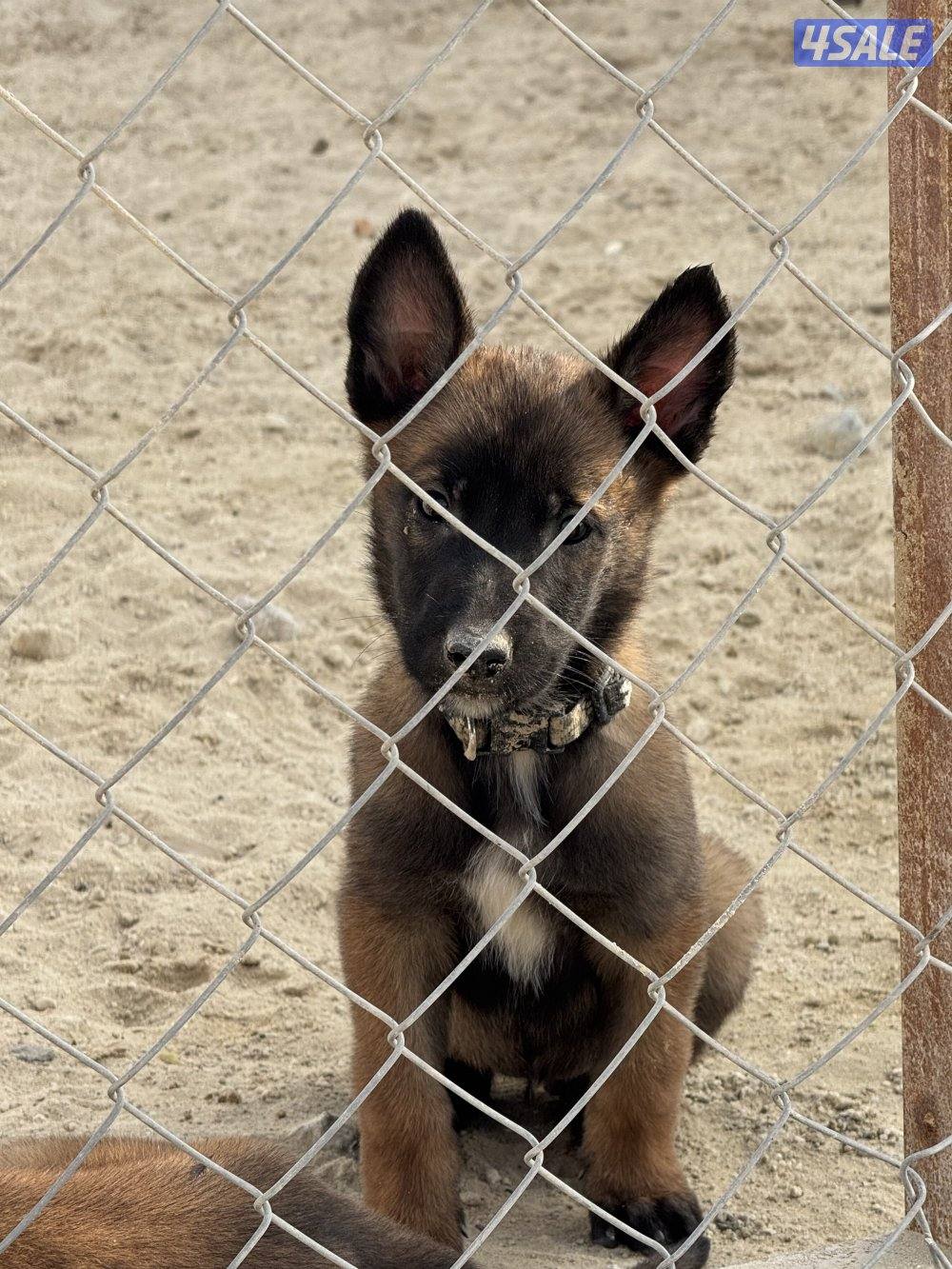 malinois puppy ( female ) جلبه مالينو نثيه ( جرو )2