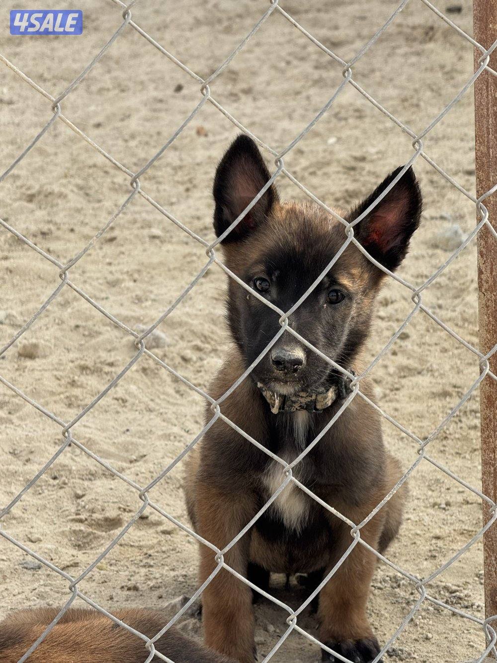 malinois puppy ( female ) جلبه مالينو نثيه ( جرو )3