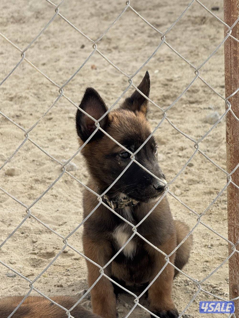 malinois puppy ( female ) جلبه مالينو نثيه ( جرو )4