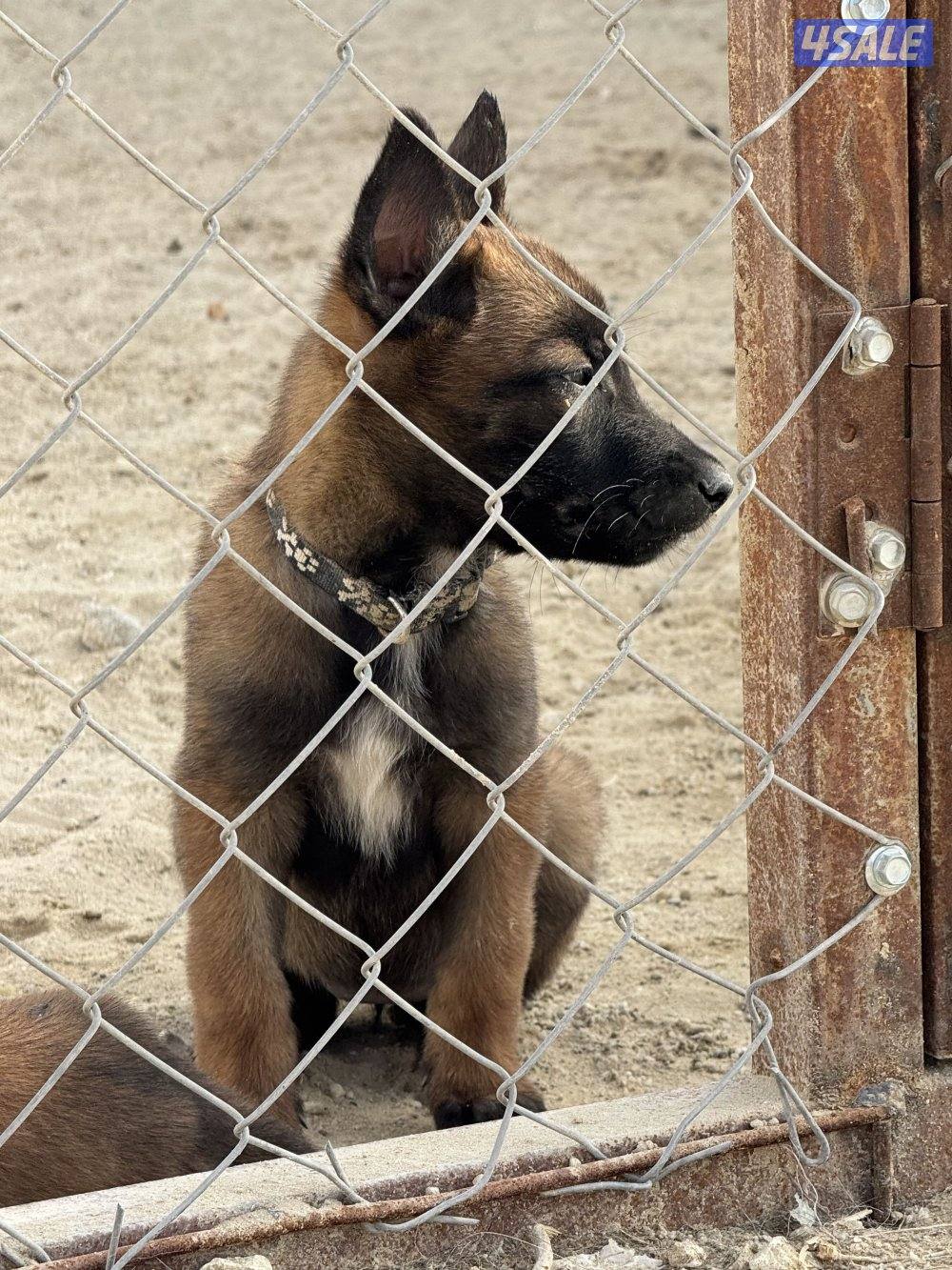 malinois puppy ( female ) جلبه مالينو نثيه ( جرو )5