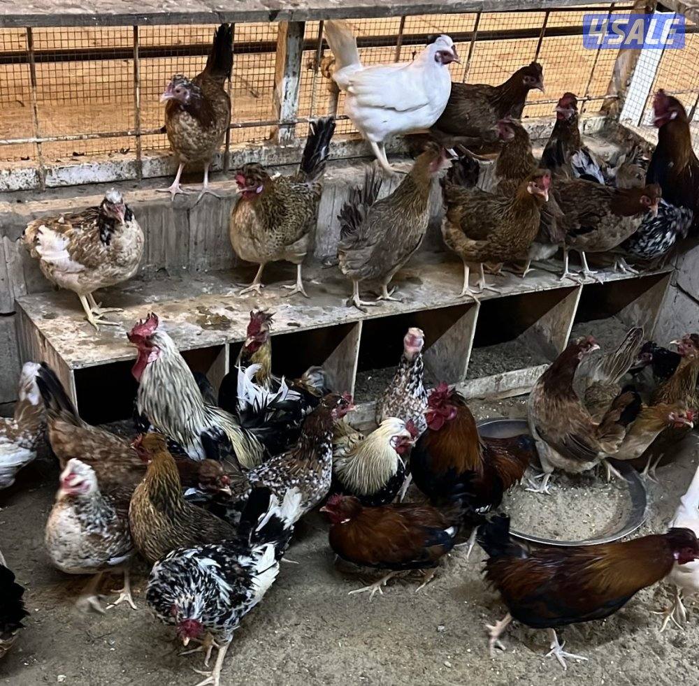 دجاج عربي قديم بياض0