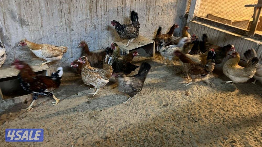 دجاج عربي قديم بياض1